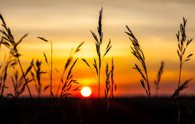 Wallpaper The Sky Sunset Nature Background Widescreen Wallpaper Plant The Evening Spikelets Wallpaper Ears Widescreen Background Full Screen Hd Wallpapers Widescreen Images For Desktop Section Priroda Download Explore hd sunset wallpaper on wallpapersafari | find more items about free sunset wallpapers for desktop, desktop wallpaper sunset, beach sunset hd wallpaper. wallpaper the sky sunset nature