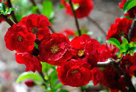 Pro plant tips for care. Double Take Storm Story News Events College Of Agricultural Environmental Sciences