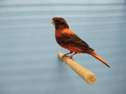 Carl S Canaries Home Of Award Winning Canaries Canarios Belgas Canarios Passaros