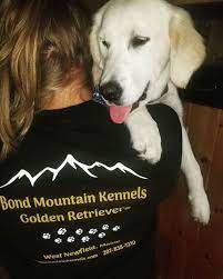 Maine golden retriever club on april 18, 2016, the maine golden retriever club (mgrc) was approved by the american kennel club to hold licensed specialty shows. Akc Inspected Maine Breeder Of Quality Golden Retriever Puppies Akc Golden Retriever Puppies