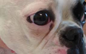 See reviews, photos, directions, phone numbers and more for animal allergy ear clinic locations in beaverton, or. Northwest Animal Allergy Dermatology