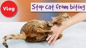 If he persists, give him a loud growl or a 'no' and walk away. How To Stop Your Cat From Biting You Youtube