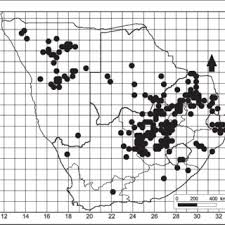 Image result for Commicarpus pilosus