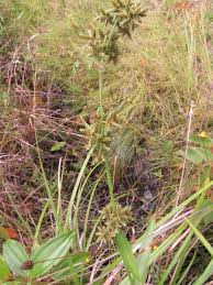 Image result for Eragrostis mildbraedii