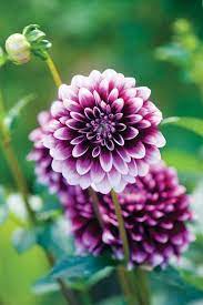 Dalhia Is Bushy Tuberous Herbaceous Perennials Plants Native From Mexicodalhia Is Bushy Tuberous Herbaceous Pere Pretty Flowers Summer Flowers Garden Flowers