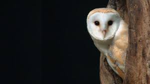 Celepuk merah ini disebut juga dengan nama reddish scops owl. Celepuk Jawa