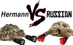 Hermann Vs Russian Tortoise 2019 Ultimate Comparison Table
