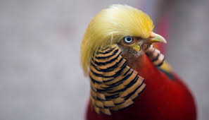 Api stands for application programming interface. Imlek Pedagang Cina Jadikan Trump Sebagai Maskot Ayam Api Dunia Tempo Co