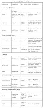 Connective Tissue How To Study Anatomy Human Anatomy And Physiology Anatomy And Physiology