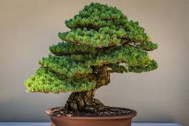 Garis panduan penundaan kenderaan buruk di dalam kawasan pangsapuri 1. Wajib Dicoba Ini 7 Tanaman Populer Yang Cocok Dijadikan Bonsai Semua Halaman Sonora Id