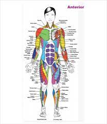 This muscular system picture shows all the major muscle groups on the human body from the frontal view. Free 7 Sample Muscle Chart Templates In Pdf