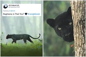 Black leopards live score (and video online live stream*), team roster with season schedule and black leopards fixtures tab is showing last 100 football matches with statistics and win/draw/lose. Bagheera Is That You Viral Photos Of A Black Leopard From Forests Of Karnataka Inspire Awe