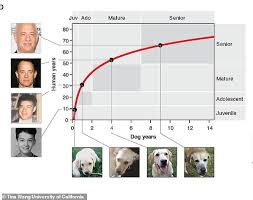 How To Calculate The True Age Of Your Dog In Human Years