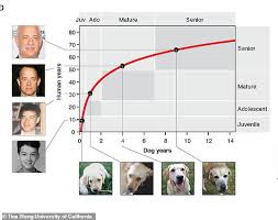 how to calculate the true age of your dog in human years