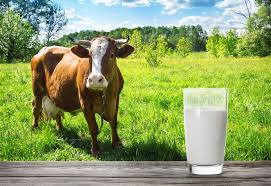 Содержание белка в молоке коров: от чего зависит и как повысить этот  показатель АО "Витасоль"