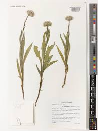 Image result for Vernonia ringoetii