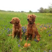 Since they are a sporting breed, they require daily exercise. 8 Best Red Golden Retriever Breeders In The Usa 2021 We Love Doodles