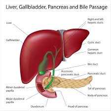 Both men and women have 12 pairs of ribs. Where Are The Kidneys And Liver Located