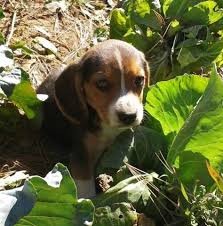 Adopt a beagle near you in maryland. Pocket Beagles For Sale In Frostburg Maryland Classified Americanlisted Com