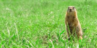 Trapping, baiting and or gassing. Getting Rid Of Gophers And Voles
