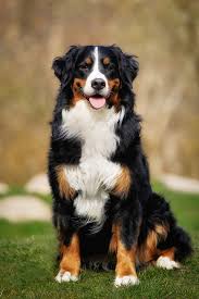 Overall, the afgan hound has the longest coat. 45 Best Large Dog Breeds Top Big Dogs List And Pictures