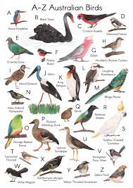 Australian Birds A Z Art Print Giclee Print Etsy