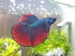 Betta Fish My Mom S First Betta Kylo In 2020 Betta Fish Betta Fish