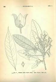 Image result for Heritiera