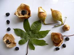 Image result for Merremia tuberosa