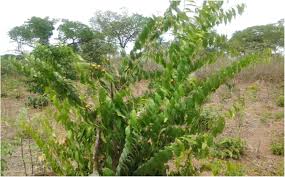 Image result for Scorodophloeus zenkeri