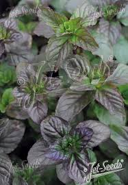 Image result for Mentha aquatica
