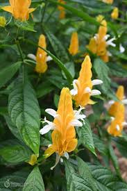 Image result for Pachystachys