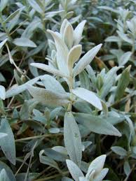 Image result for Cerastium