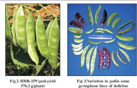 Electronic circuit simulator for stem works online, simulate and troubleshoot broken circuits in a rich simulation environment, easy to learn. Figure 3 From Evaluation Of Dolichos Lablab Purpureus L Germplasm For Pod Yield And Pod Related Traits Semantic Scholar