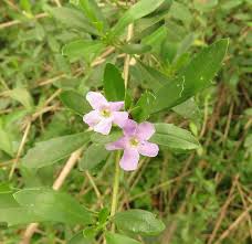 Image result for Freylinia