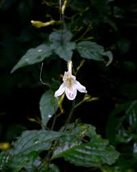 Image result for Isoglossa