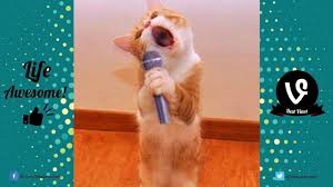 Try Not To Laugh Watching Funny Animals Compilation 2017 Funny Animals Fails Vines 2017 World Cat Comedy Enjoy new funniest and very cute video of the week about try not laugh funny animals' life video.
