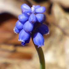 Pin On Grapehyacinth Care