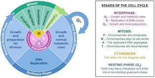Image result for Cell Cycle