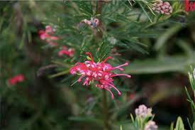 Image result for Grevillea