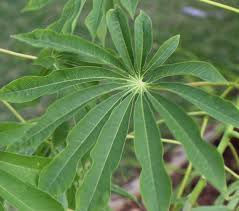 Image result for Manihot grahamii