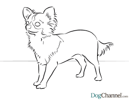 These small dogs can live up to 16 years! Chihuahua Coloring Pages Coloring Home