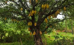 Jackfruit Jackfruit Pictures Jackfruit Tree Tropical Garden Plants