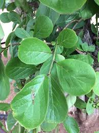 Image result for Ehretia obtusifolia