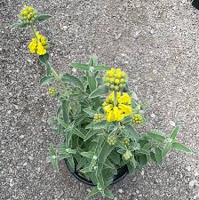 Image result for Phlomis fruticosa