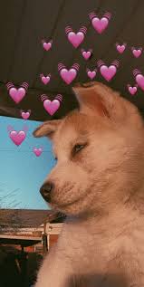 Read on to learn about how these happy accidents were first discovered. Wallpaper Pink Super Cute Cute Wallpaper Puppy Backgrounds Pets Lovers