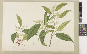 Image result for Antidesma membranaceum