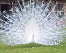 In march 2015 to form paon dp inc. Paon Blanc Pavo Albus La Ferme De Beaumont Les Paons