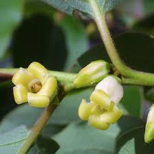 Image result for Vepris drummondii