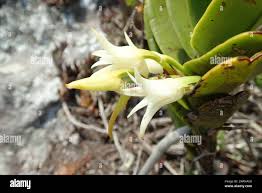 Image result for Cyrtorchis arcuata
